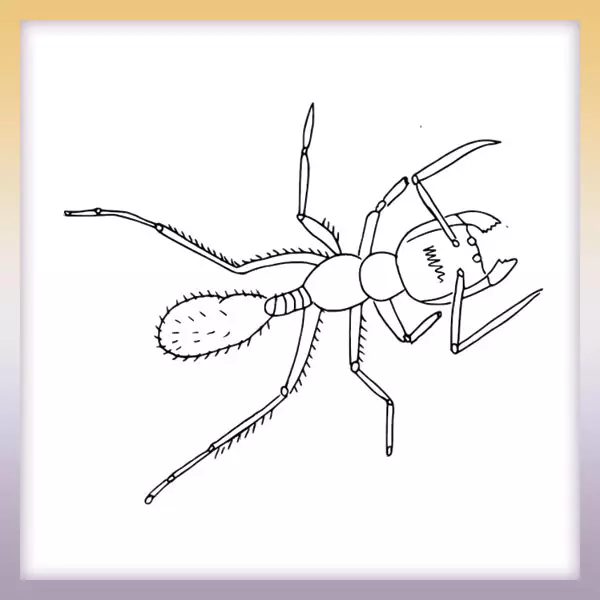 Hormiga - Dibujos para colorear