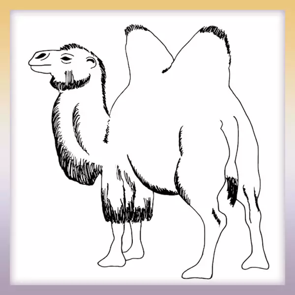 Camello - Dibujos para colorear
